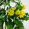 6ft. Potted Flowering Citrus Tree with Real Touch Leaves